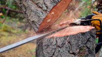 Суд стягнув зі Стрийської міськради близько 3 млн грн збитків за вирубку дерев