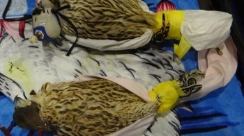 З України до Польщі намагалися вивезти птахів, занесених до Червоної книги