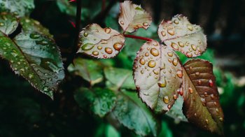 Штормове попередження на Львівщині: прогнозують грози та шквальний вітер
