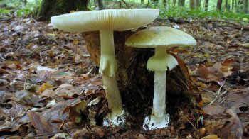 На Львівщині від отруєння грибами померла  37-річна жінка