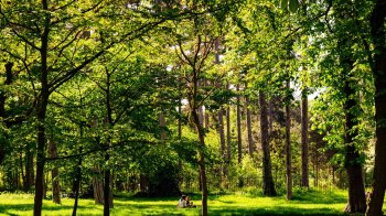 У Львові в районі вулиці Пилипа Орлика зʼявиться новий парк