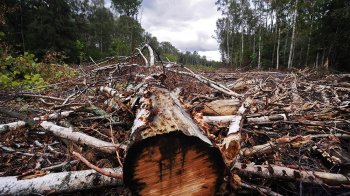 Суд стягнув на користь Сокальської міськради понад 460 тис. грн з Радехівського лісгоспу