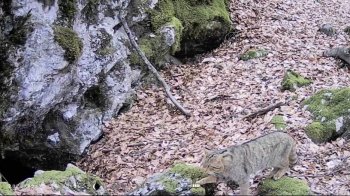 Ніжився на сонці: у Карпатах зафіксували рідкісного лісового кота (відео)