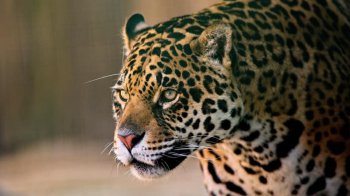 Зоозахисники допоможуть вивезти тварин із зруйнованого у Харкові екопарку