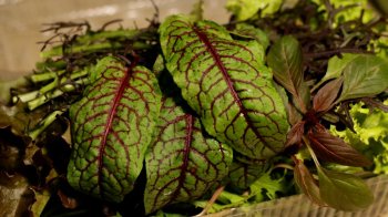 У партії листового буряку з Італії знайшли небезпечного шкідника