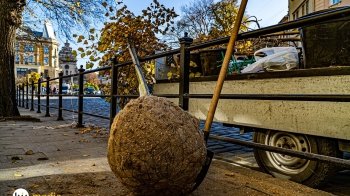 У центрі Львова посадили родинне дерево Оксани Мухи