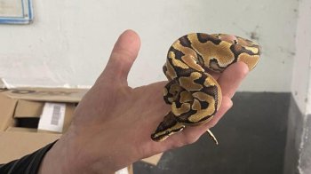 На Львівщині 45-річного чоловіка оштрафували за ввезення королівського пітона