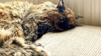 Нова рекордсменка: у Британії знайшли найстарішу кішку у світі