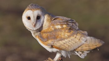 Сова-сипуха