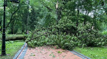Нічна негода повалила у Львові три десятки дерев