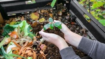 Як правильно сортувати органіку: поради від "Зеленого міста"