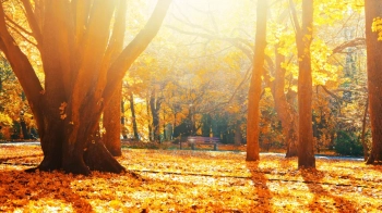 Погода у Львові 23 жовтня: потепління або бабине літо?