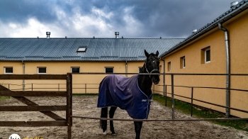 Поблизу Львова рятують коней з областей, які постраждали внаслідок бойових дій (Фото)