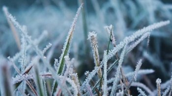 У Львівській області синоптики прогнозують заморозки