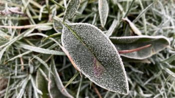 Вночі на Львівщині можливий заморозок до -3 градусів