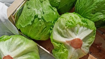 Понад дві тонни салату повернуть зі Львова експортеру через небезпечного шкідника