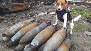 Пес Патрон отримав премію на Каннському фестивалі