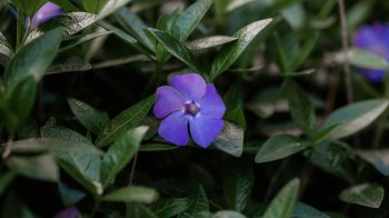 Як позбутися бур’янів без прополювання: працює краще за хімію