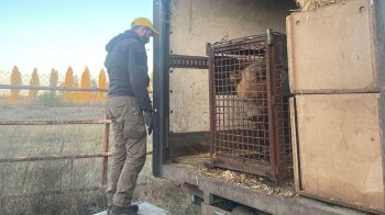 До притулку на Львівщині евакуювали двох ведмедів із зони бойових дій