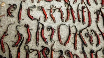 Через підрив Каховської ГЕС загинули червонокнижні тритони