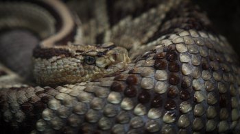 Як у Львові лікують пацієнтів після укусу змій: чи є протиотрута і які інфекції спричиняє укус