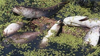 Через забруднену річку на Червоноградщині гине риба