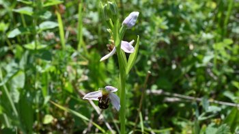 Унікальна знахідка: рідкісну орхідею знайщли в заповіднику “Медобори”