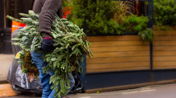 Близько 7 тонн ялинок львів’яни здали на компостування