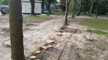 На території лікарні у Львові незаконно вирубали понад 160 дерев