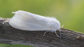 Американський білий метелик уже на Львівщині: як захистити сади від небезпечного шкідника