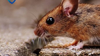 На Львівщині 73-річна жінка померла від лептоспірозу