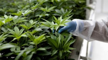 Володимир Зеленський підписав закон про медичний канабіс