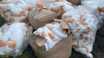 На Львівщині затримали чоловіка, який віз з Польщі півтори тисячі штук популярних м’яких іграшок