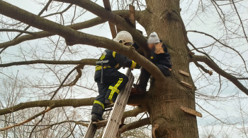 На Львівщині рятувальники зняли з дерева 10-річну дівчинку. Фото: ДСНС