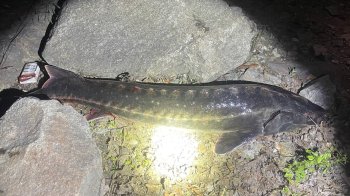 Осетер російський