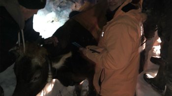 У Стрийському районі працівники ДСНС врятували застряглу на засніженій горі корову