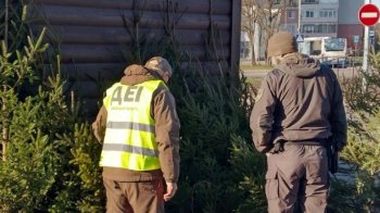У Львові оштрафували продавця новорічних ялинок біля ринку “Балатон”