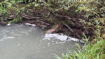 Забруднена вода Зубри