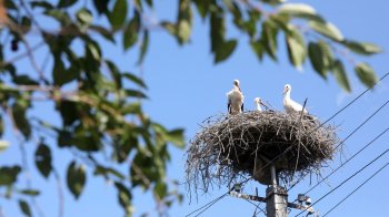 У селі біля Львова мешканці врятували лелек від ураження струмом