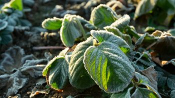 Мокрий сніг, заморозки та ожеледиця: прогноз погоди на Великдень