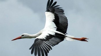 Лелеки досі не відлетіли з Львівщини: орнітологиня пояснює чому