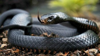 Вкусила змія: 48-річний мешканець Славського потрапив до лікарні