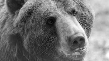 На Львівщині у притулку загинув ведмідь