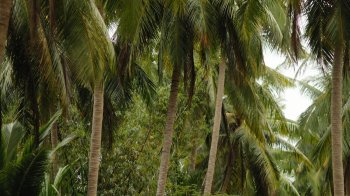 29 червня: церковні свята, іменинники, прикмети та заборони