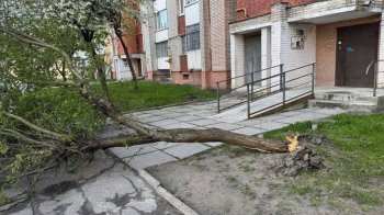 У Львові через вітер падають дерева — перелік адрес