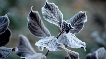 Заморозки продовжуються: прогноз погоди на Львівщині на 29 квітня