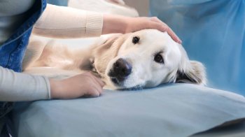 Домівка врятованих тварин у Львові проведе акцію зі стерилізації безпритульних тварин: як зареєструватись