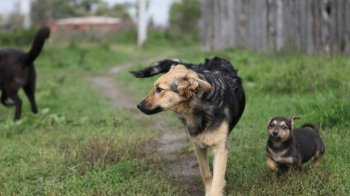 У Червоноградській громаді стерилізуватимуть безпритульних тварин