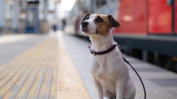 У Львові оштрафували жінку, яка намагалася вивезти собаку за кордон з підробленими документами