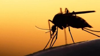 Симулідотоксикоз